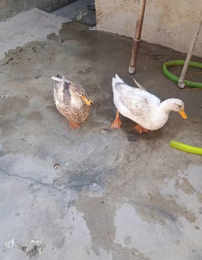 white healthy  laying duck  active & home raised