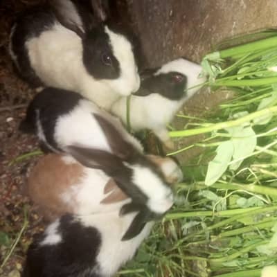 Healthy Adult Male Rabbits