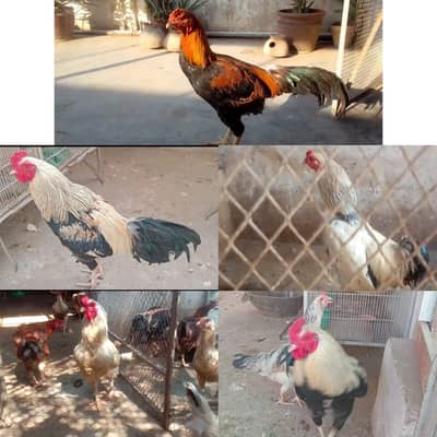 Aseel/Java/Heera/Mianwali/Lakha/sussex aseel mutation  Egg laying