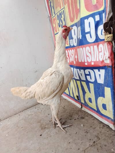 pure Heera Madi white naliyan hn watsap 03208455709