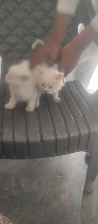 Female Cat With Baby