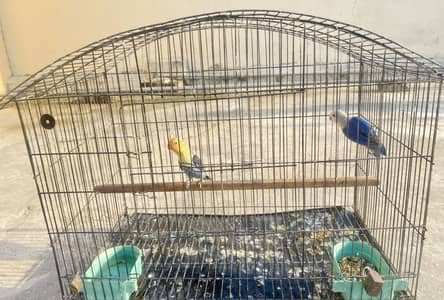 Cage for lovebirds and budgies