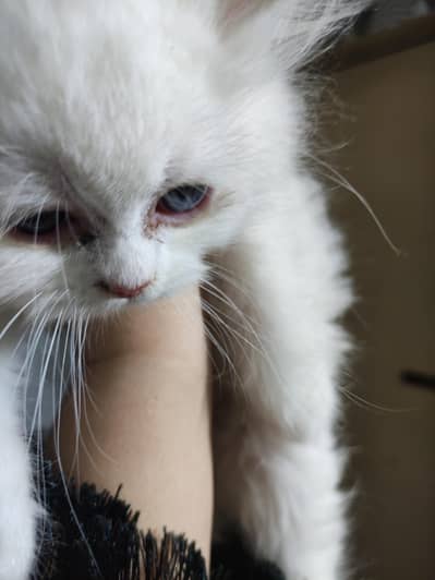 Persian Kitten