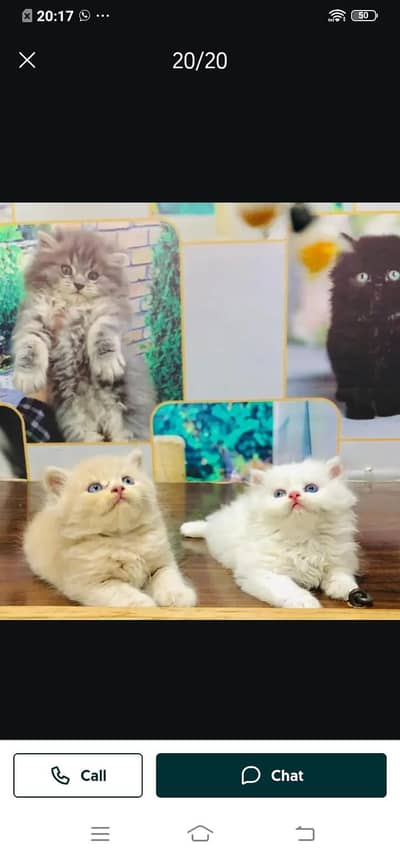 Persian cat for sale male or female my WhatsApp 0331=3091=788