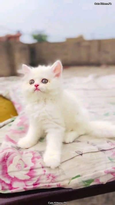 Persian cat for sale male or female my WhatsApp 0331=3091=788