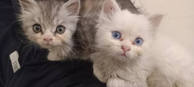 cute persian kittens