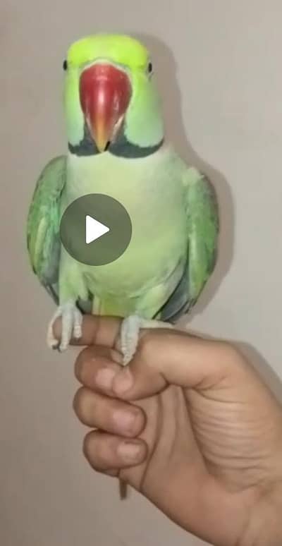 parrot tame for sale