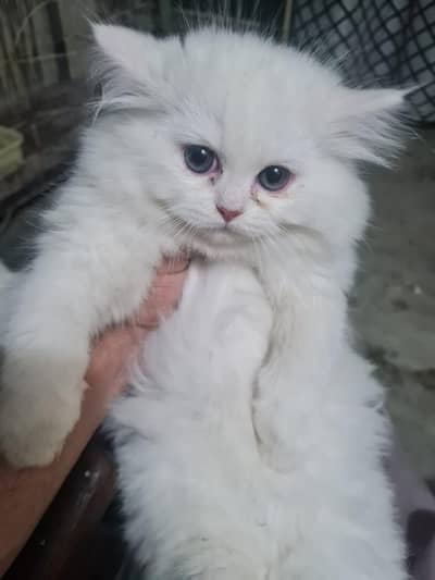 Persian Kitten