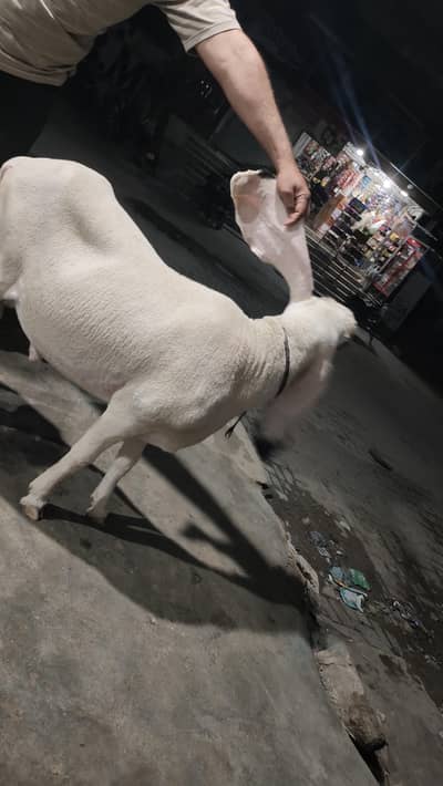 dumba Gulabi nasal 4 dant number 03102257262