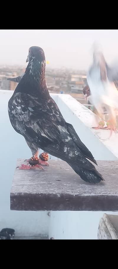 pigeon