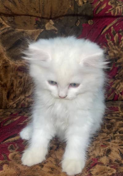 Persian kitten for sale