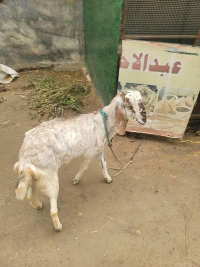 female goat for sale