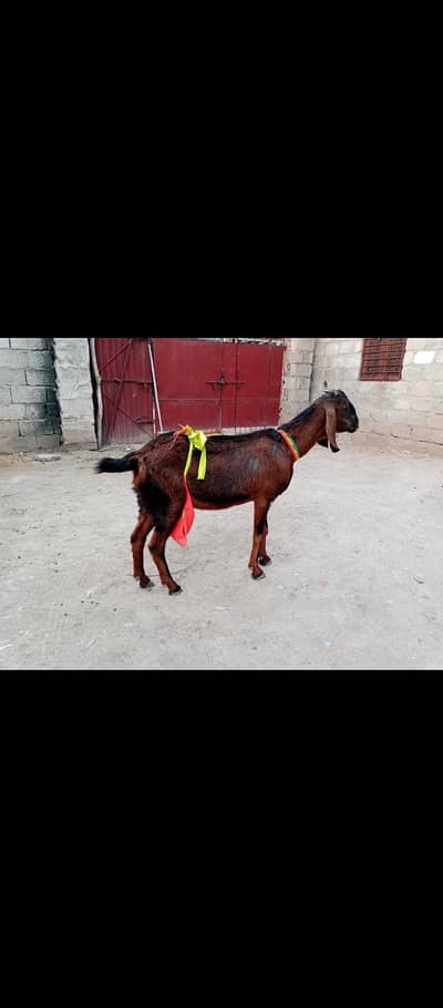 bakri aur sath nar bacha for sale