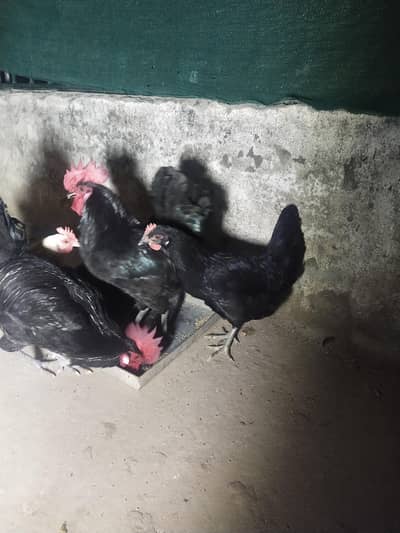 Australorp female and eggs available