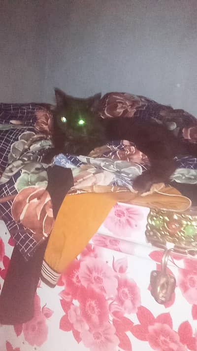 I have one male Persian cat in black l