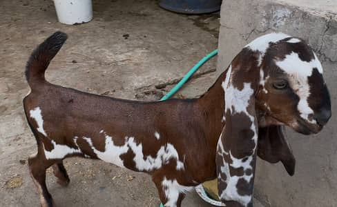 Goat | Bkra | Bkri | Betal Goat | Goat Kids | Betal Bkra / Bkri