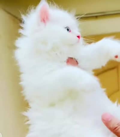 person kitten for urgent sale My WhatsApp Number 0329=760=9271