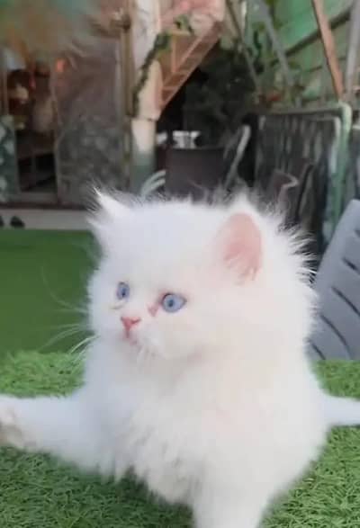 Persian female kitten for sale WhatsApp number 0342_9704074