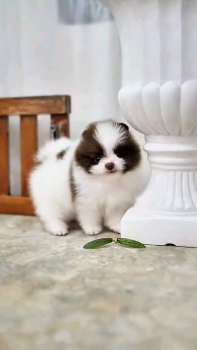 Pomeranian puppies for sale 2 month age my Whatsapp number O349OO36896