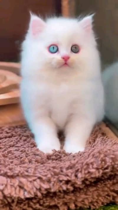 pairsian male and female high quality kitten for sale