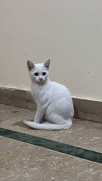 **Royal Persian Kittens for Adoption – Pure Love in Fur Form!**