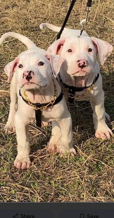Pure Kohati Gultair puppies
