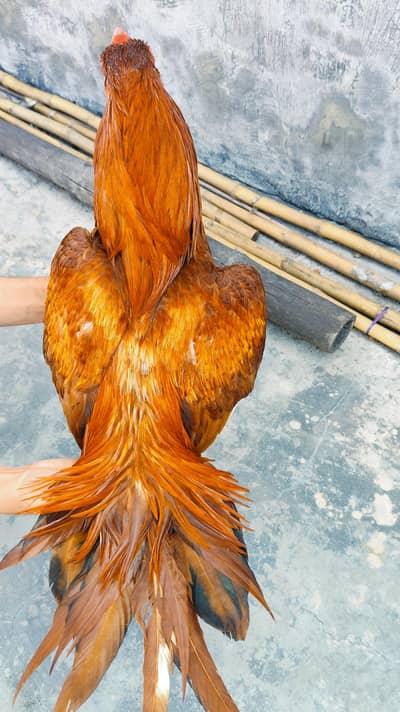 Aseel Mianwali / Mushka Lasai / Aseel /  Eggs lying hens for sale