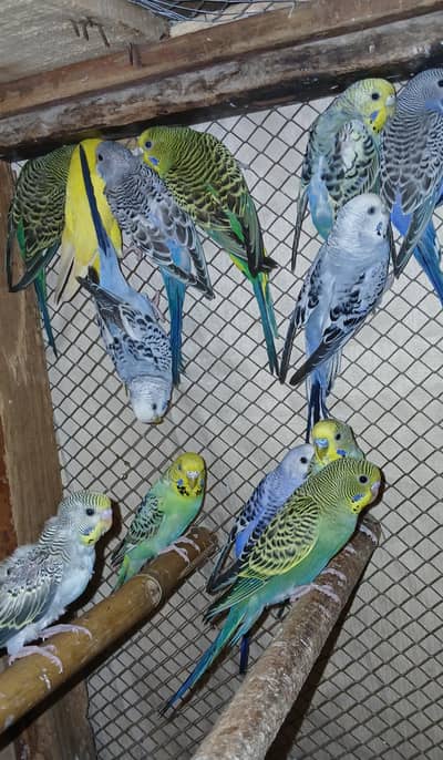 Group Of Budgies