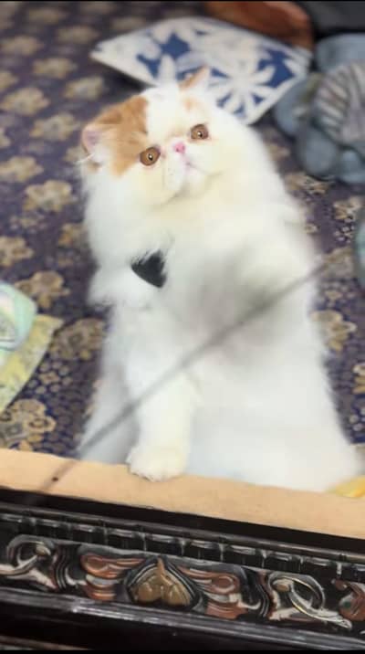 piki face male kitten