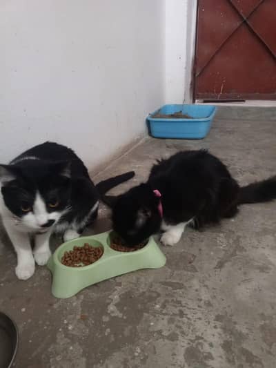 Persian cats for sale