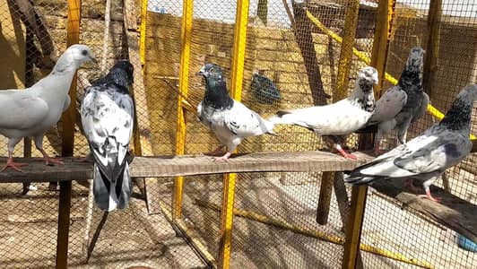 parwazi  pigeons