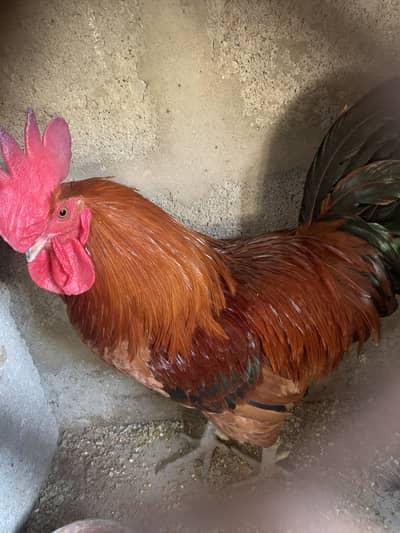 Golden misri murgha 11 months 3 kg live weight (Shiney & Vacinated)