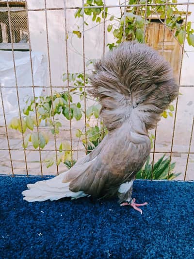 Jacobin Pair. . . 03084008522. . . 03470225125