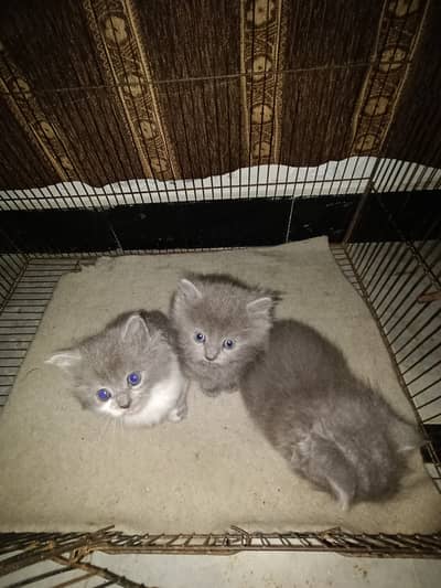 Persion cat with 3 kitten for sale