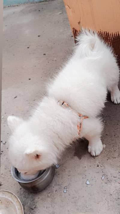 Russian spitz/ Double White Coated /  Long hair breed puppy