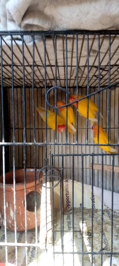 03464146066. . . breeder love birds healthy andiv fsale green town lahore