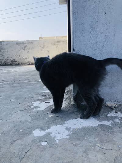 American cat for sale