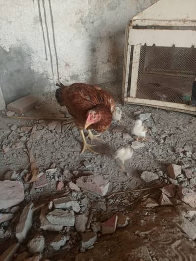 Aseel hen with three chicks (pure aseel breed)