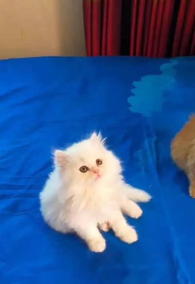 Persian female kitten for sale WhatsApp number 0342_9704074
