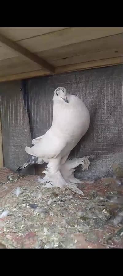 gubara male jis bhi ko smj aye only wo rabta kry