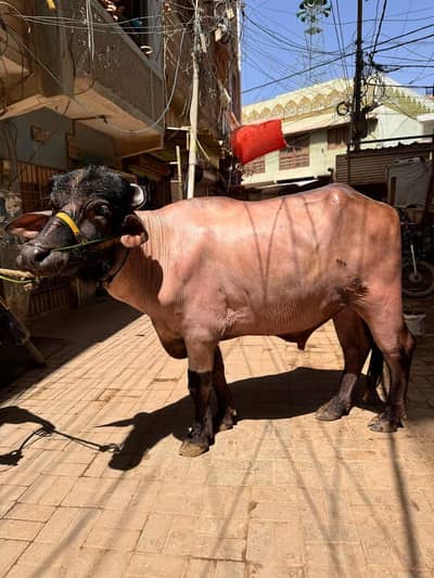 Patta Male Buffalo