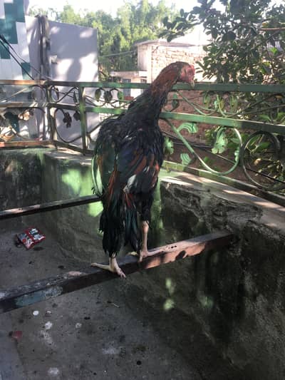 Lakha Murgha long hired