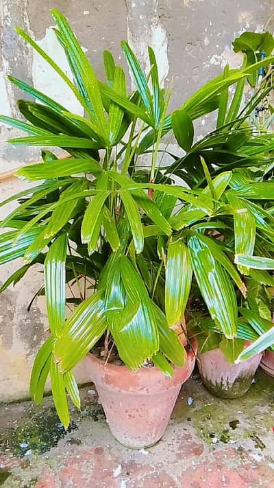Fresh Indoor Plants – Healthy & Low-Maintenance*