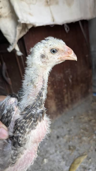 o shamo breed king size 2 month chicks