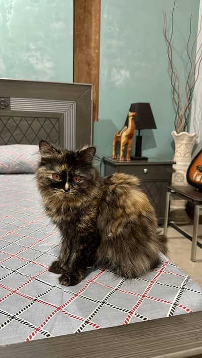 Persian triple coated