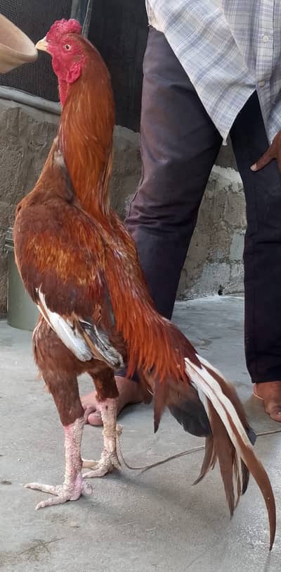 Aseel Murga And Murgi Mianwali