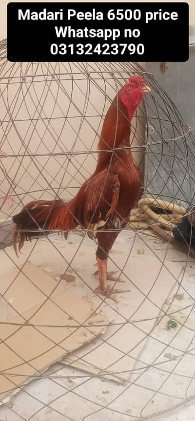 Aseel Murga And Murgi Mianwali