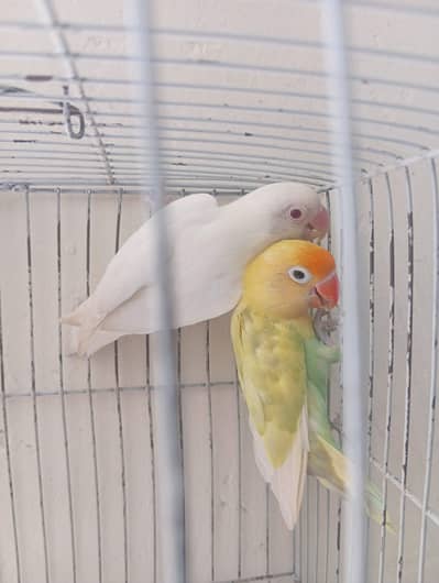 Lovebirds breeder pair