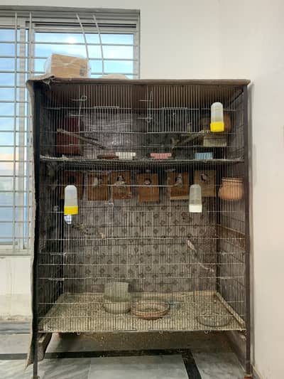 Fawn Jawa breeder pairs for sale