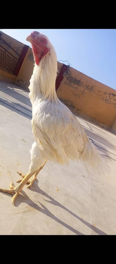 kandhari aseel location quetta